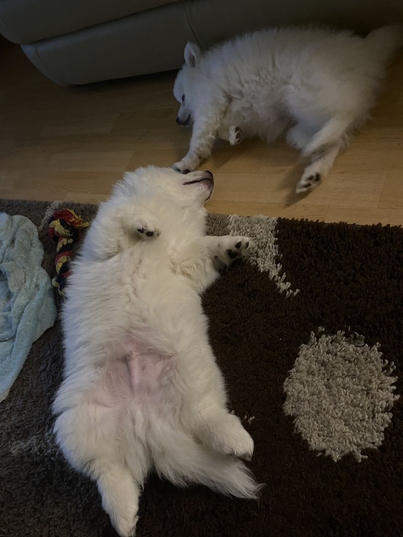 Spitz Welpen 16Wochen