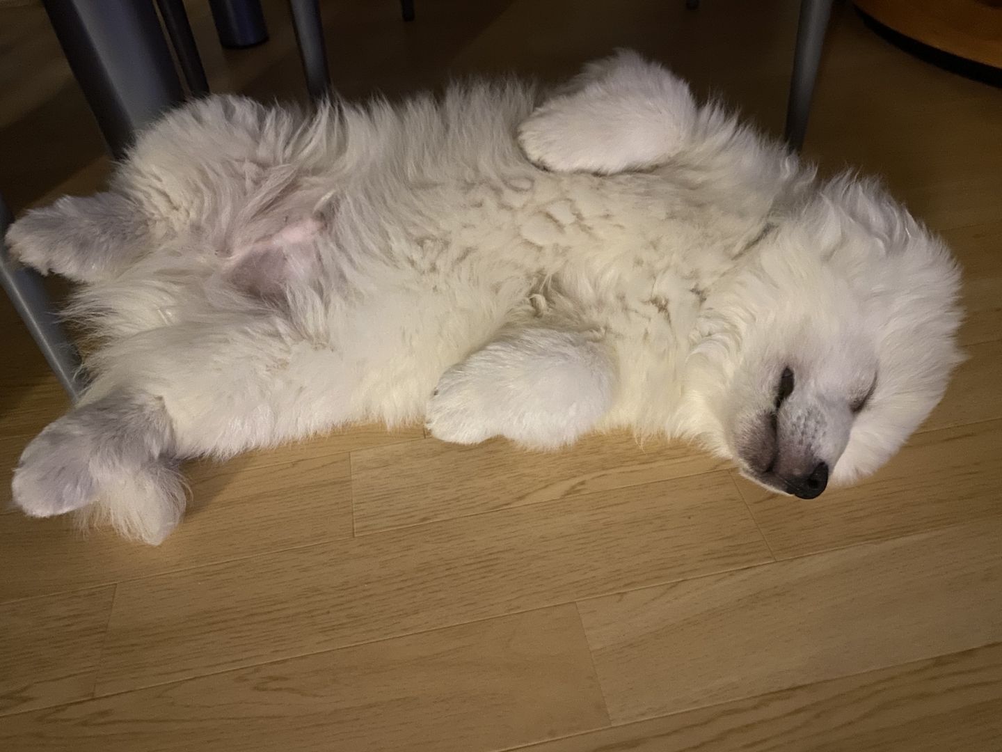 Spitz Welpen 16Wochen