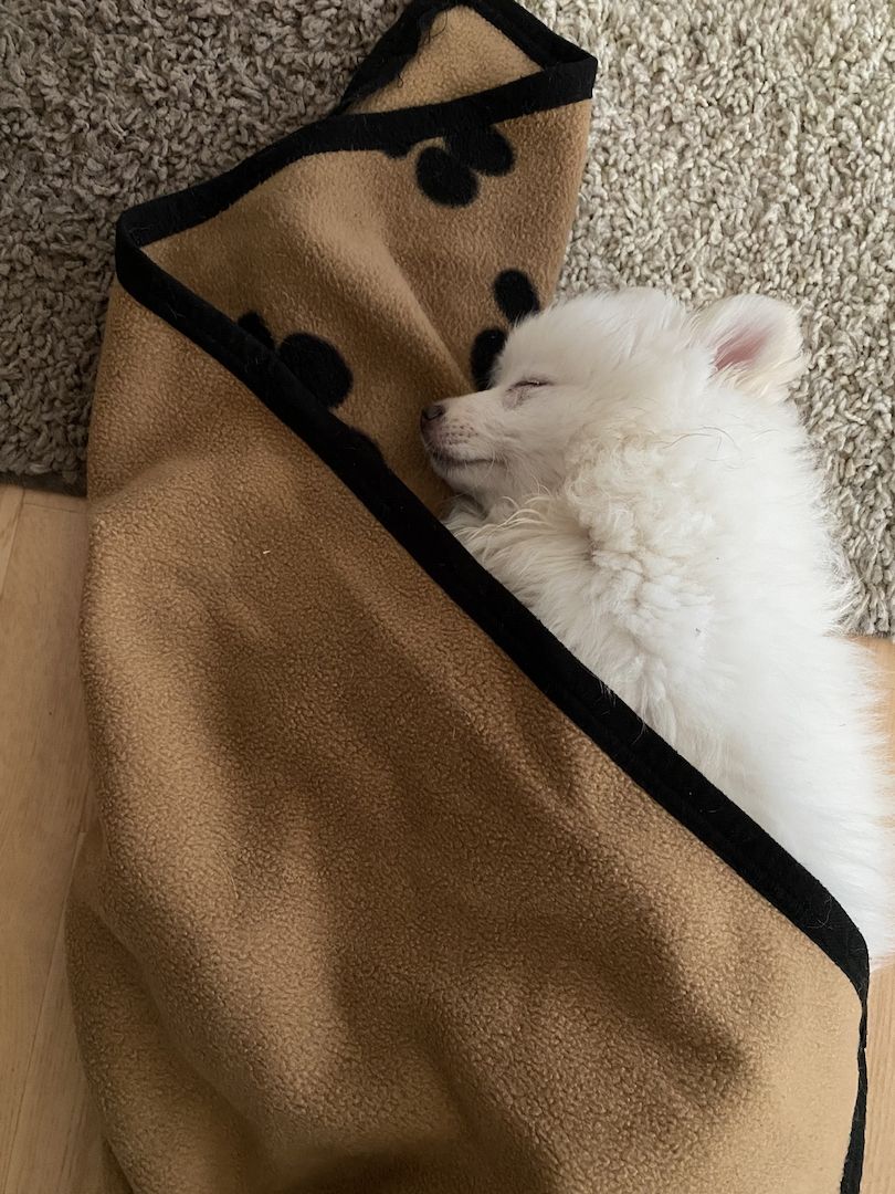 Spitz Welpen 16Wochen