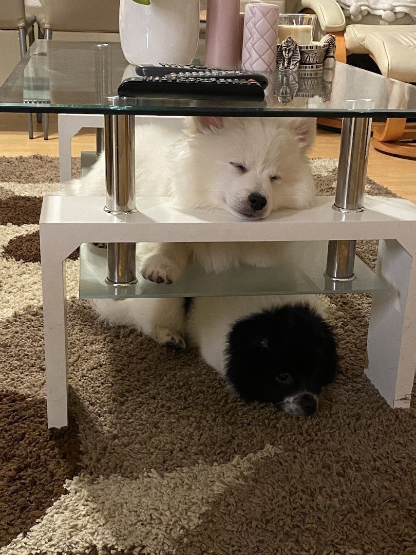 Spitz Welpen 16Wochen