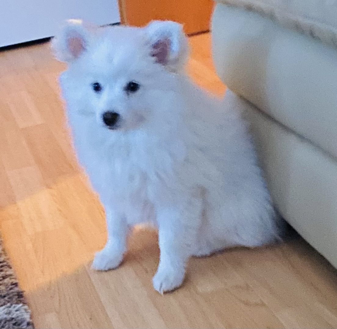 Spitz Welpen 16Wochen