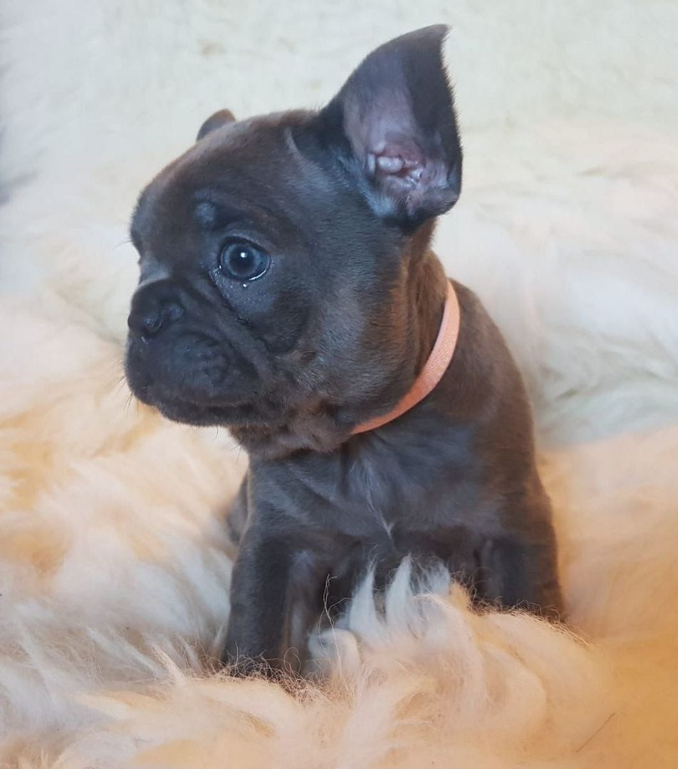 Superkleine Erhältlich Französische Bulldoggen 