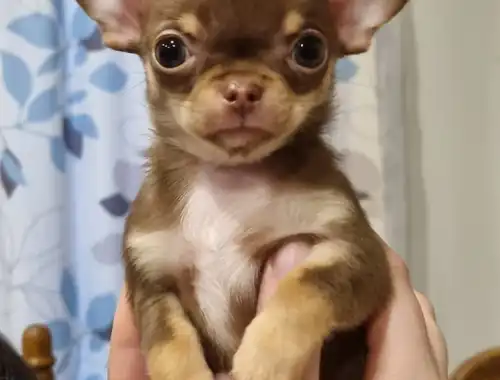Superkleine Erhältlich Mini Chihuahua Babys fur 00euro in (Langhaar und. Kurzhaar) mit papieren