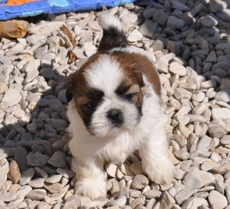 chiot shih tzu chiot shih tzu
