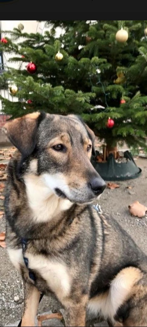 Die wunderschöne Lazarica möchte glücklich sein