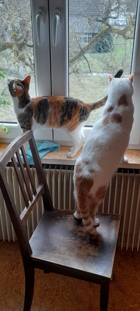 Traumpaar Mini und Robin