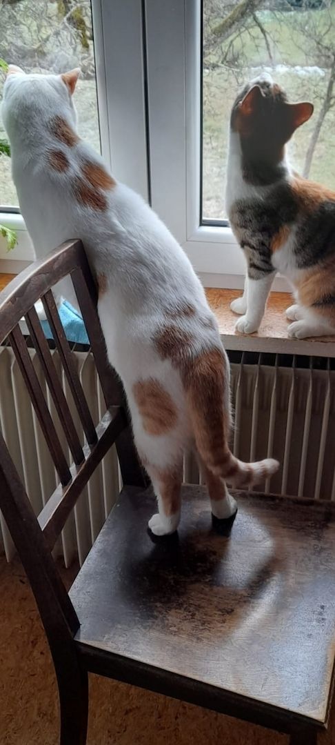 Traumpaar Mini und Robin