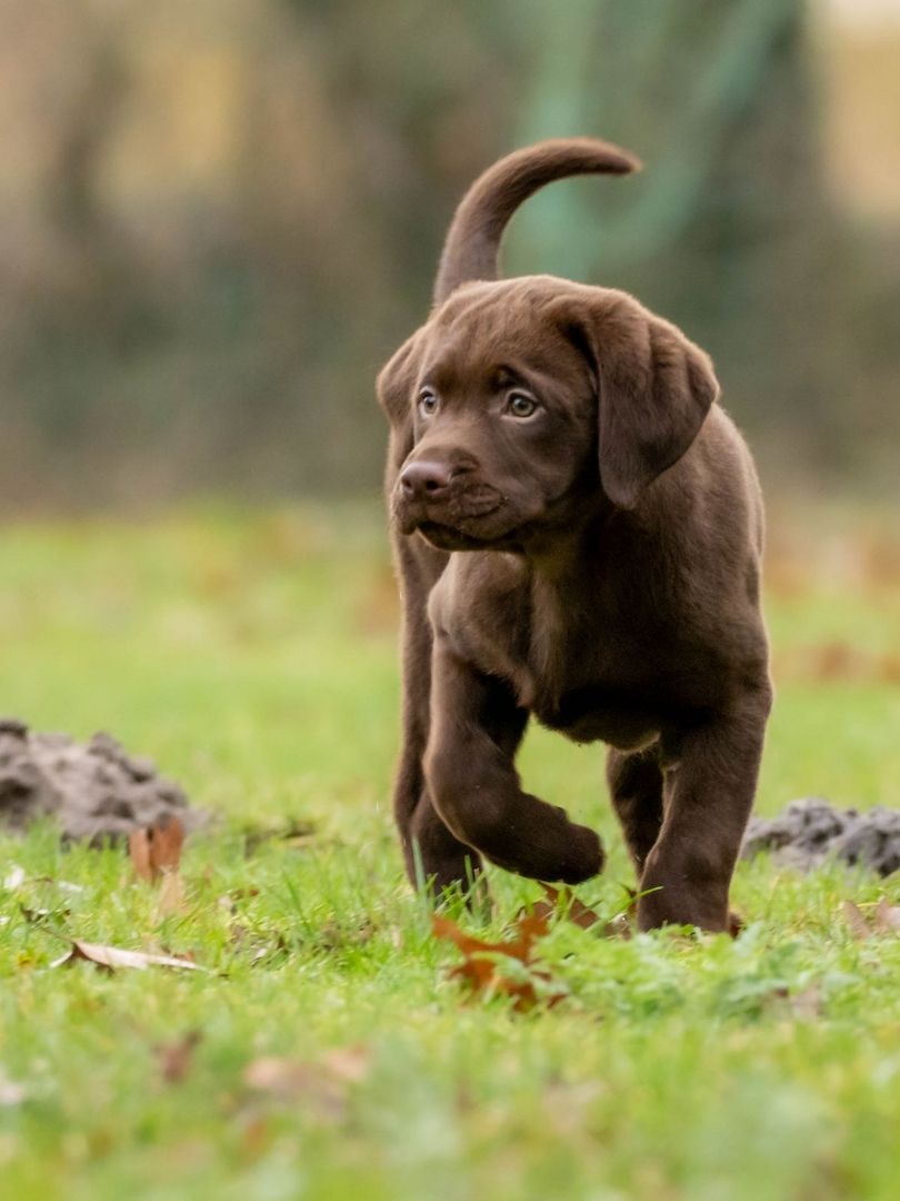 Labrador Welpe „Mylo“