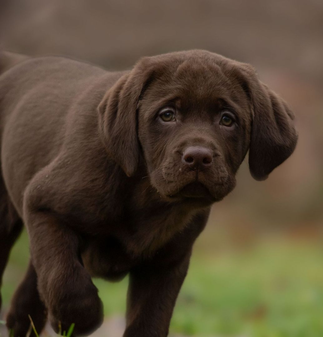 Labrador Welpe „Mylo“