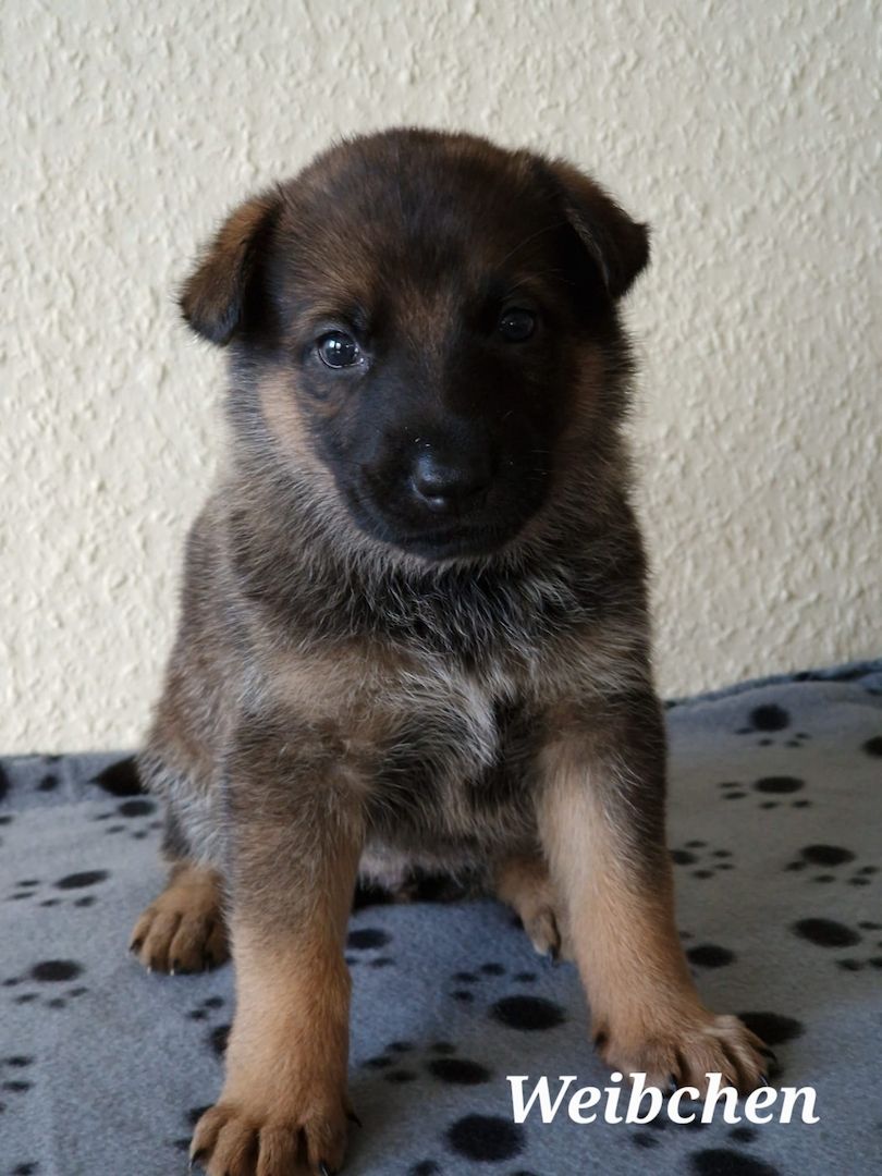 Deutsche Schäferhund Welpen Deutsche Schäferhund Welpen