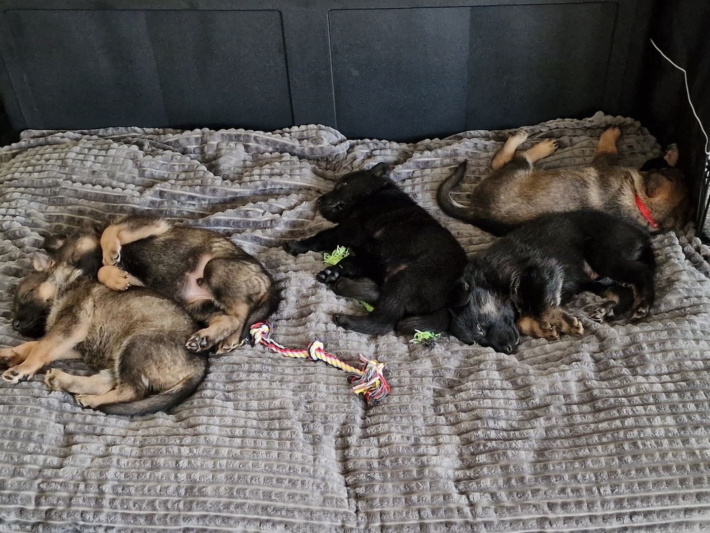 Deutsche Schäferhund Welpen Deutsche Schäferhund Welpen