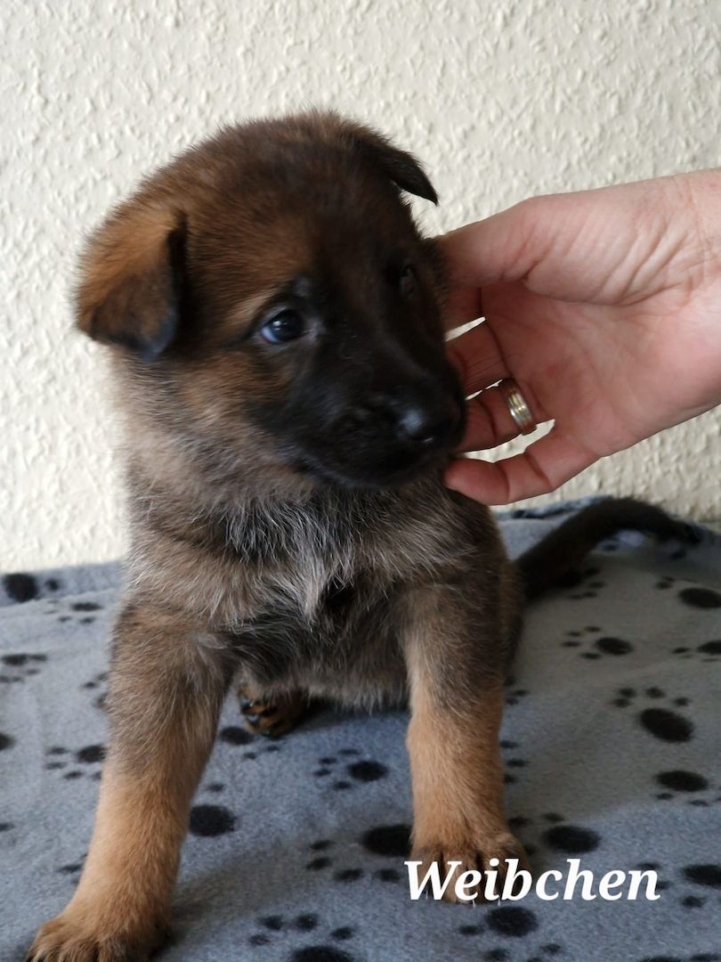 Deutsche Schäferhund Welpen Deutsche Schäferhund Welpen