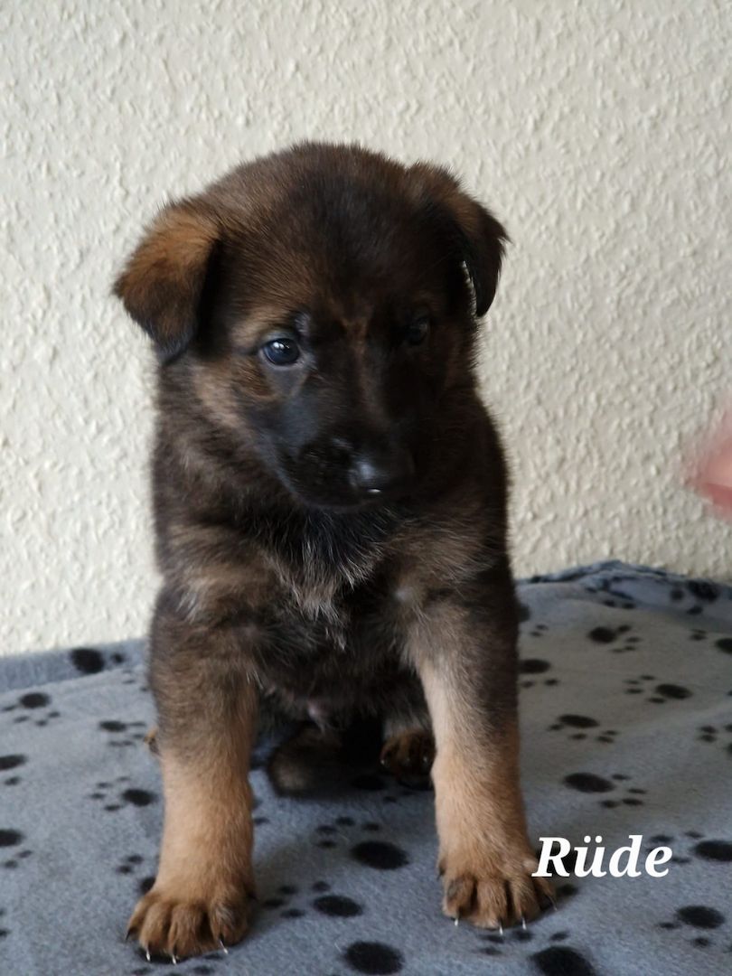 Deutsche Schäferhund Welpen Deutsche Schäferhund Welpen