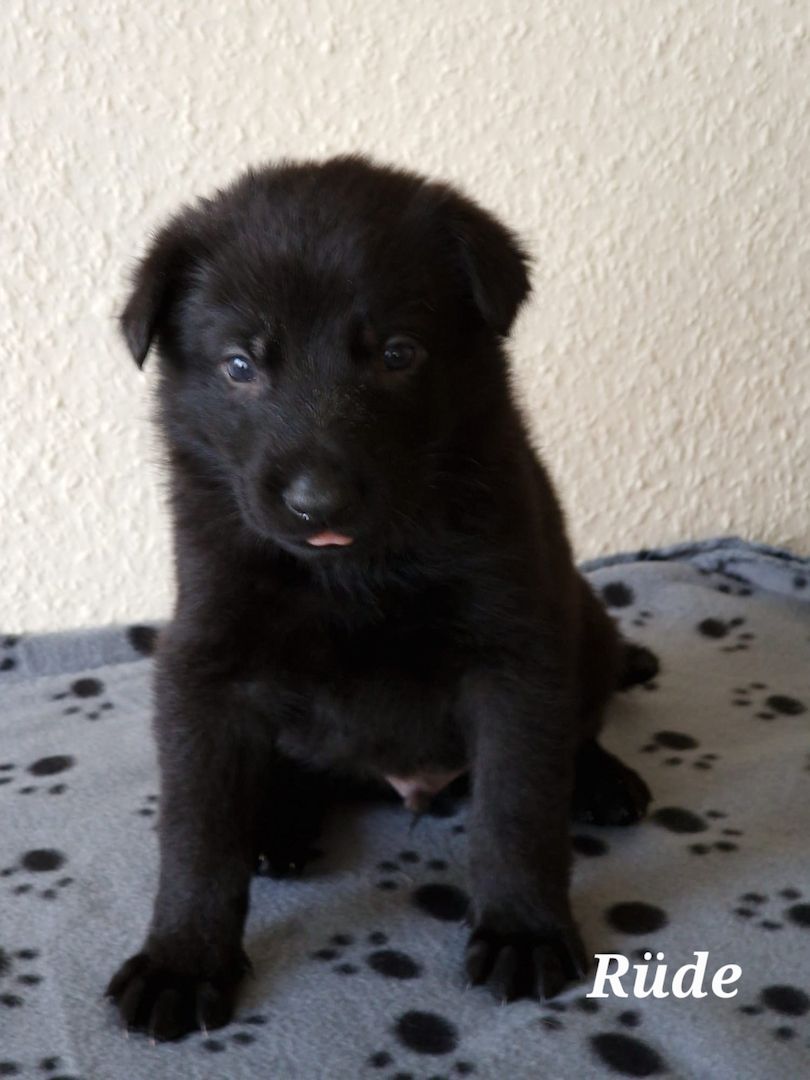 Deutsche Schäferhund Welpen Deutsche Schäferhund Welpen