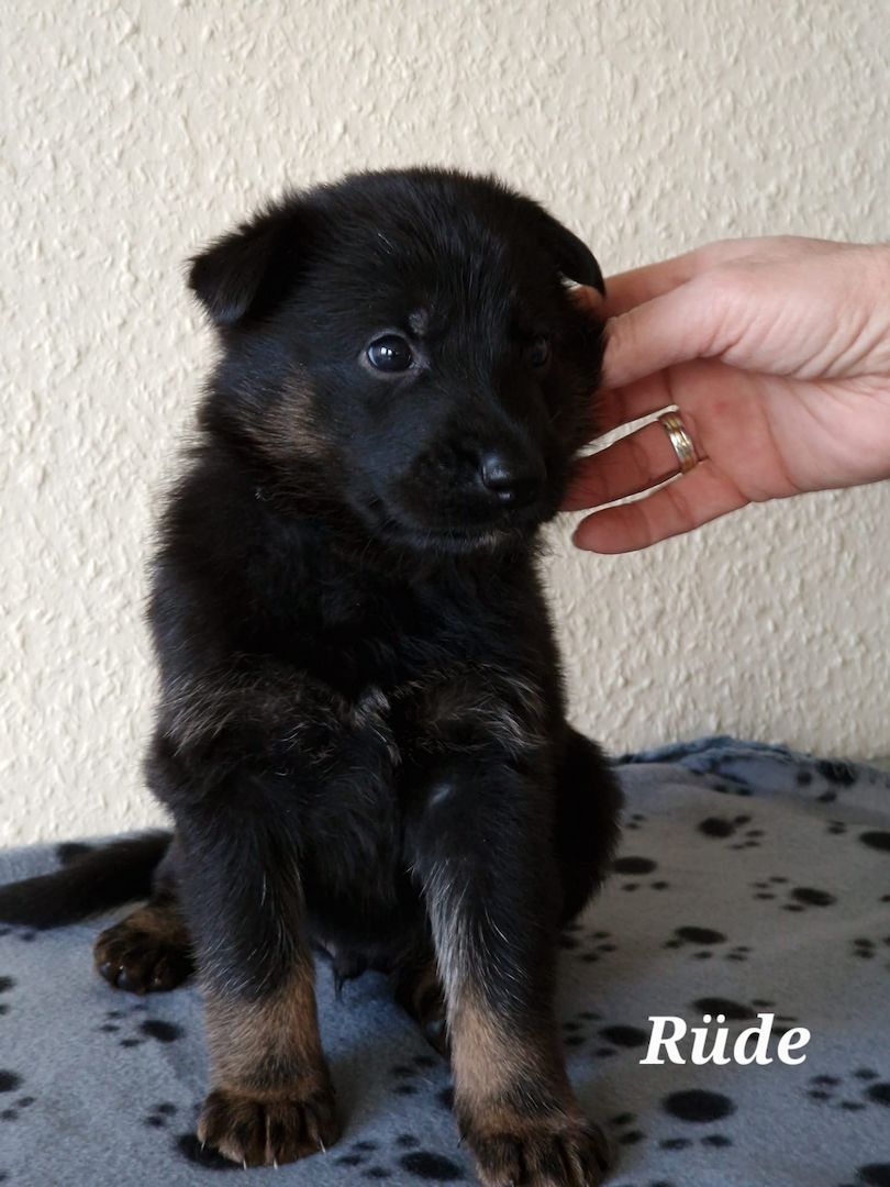 Deutsche Schäferhund Welpen Deutsche Schäferhund Welpen