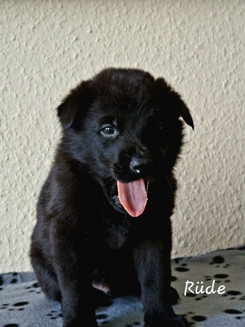 Deutsche Schäferhund Welpen Deutsche Schäferhund Welpen