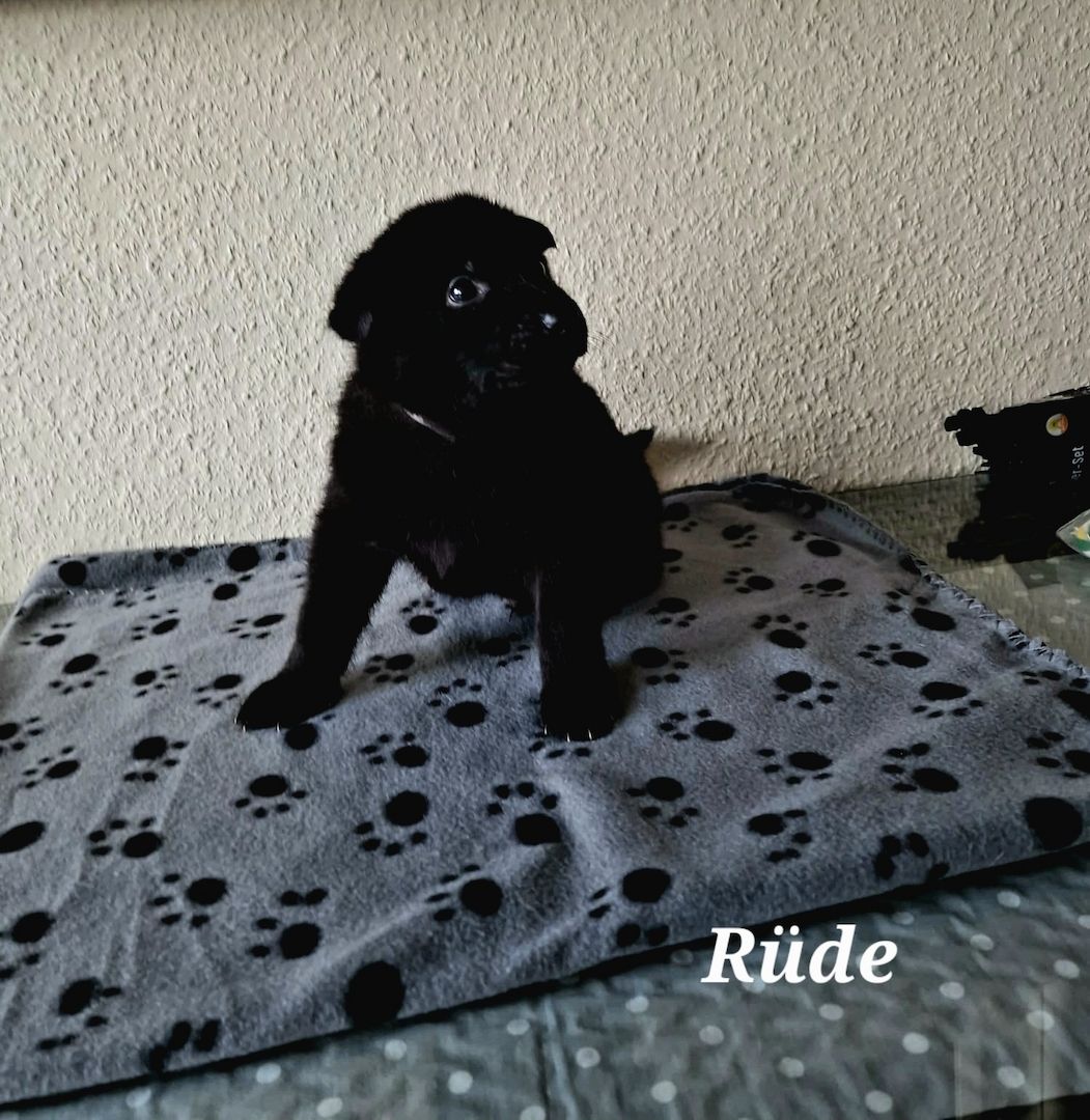 Deutsche Schäferhund Welpen Deutsche Schäferhund Welpen