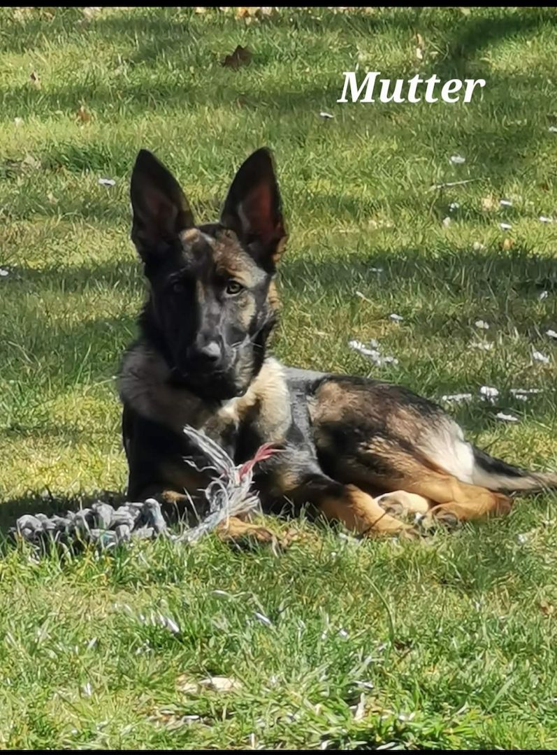 Deutsche Schäferhund Welpen Deutsche Schäferhund Welpen