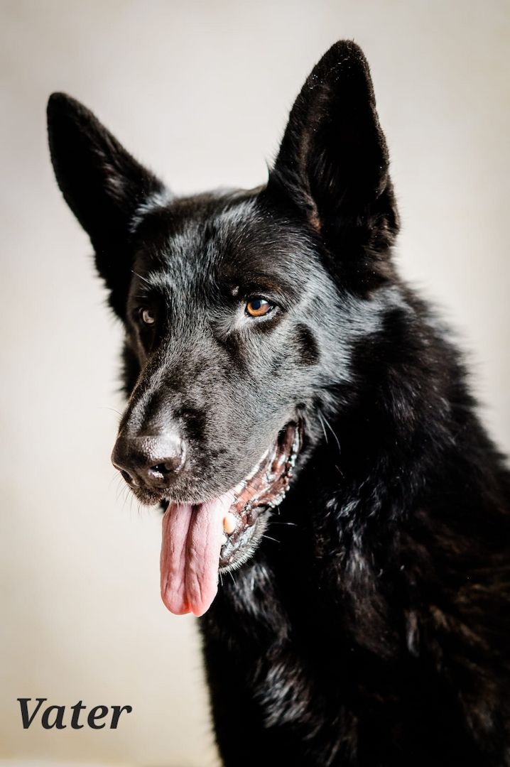 Deutsche Schäferhund Welpen Deutsche Schäferhund Welpen