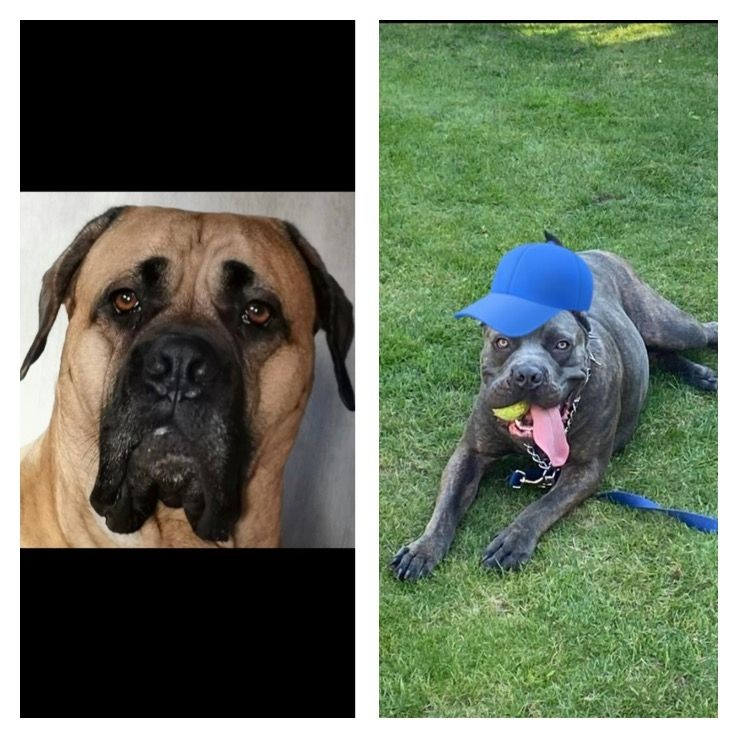 Süße Cane Corso Italiano Welpen
