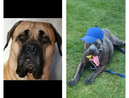 Süße Cane Corso Italiano Welpen