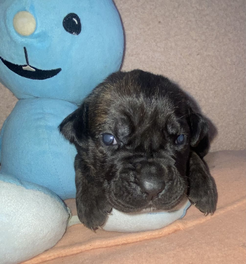 Süße Cane Corso Italiano Welpen