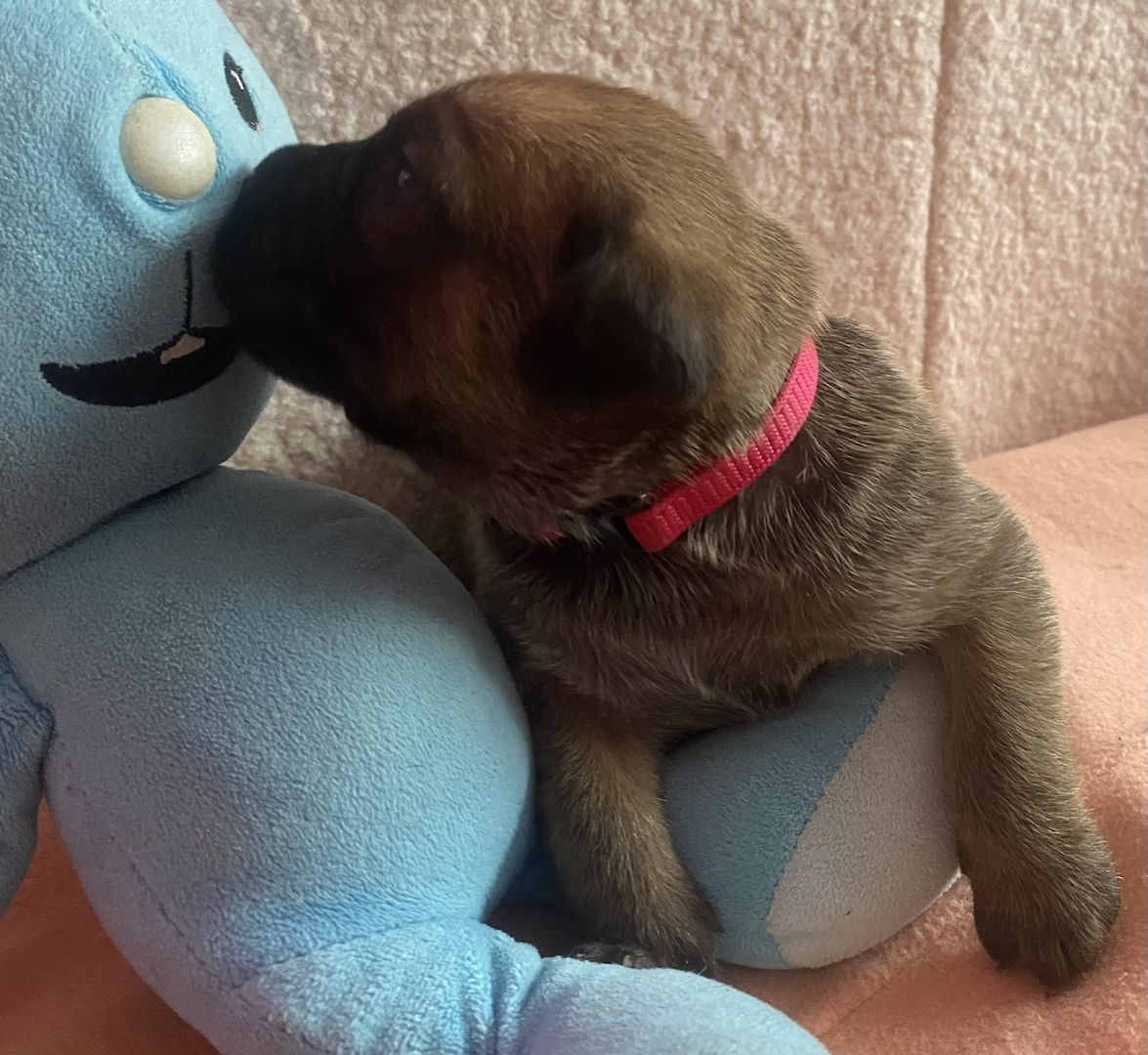 Süße Cane Corso Italiano Welpen