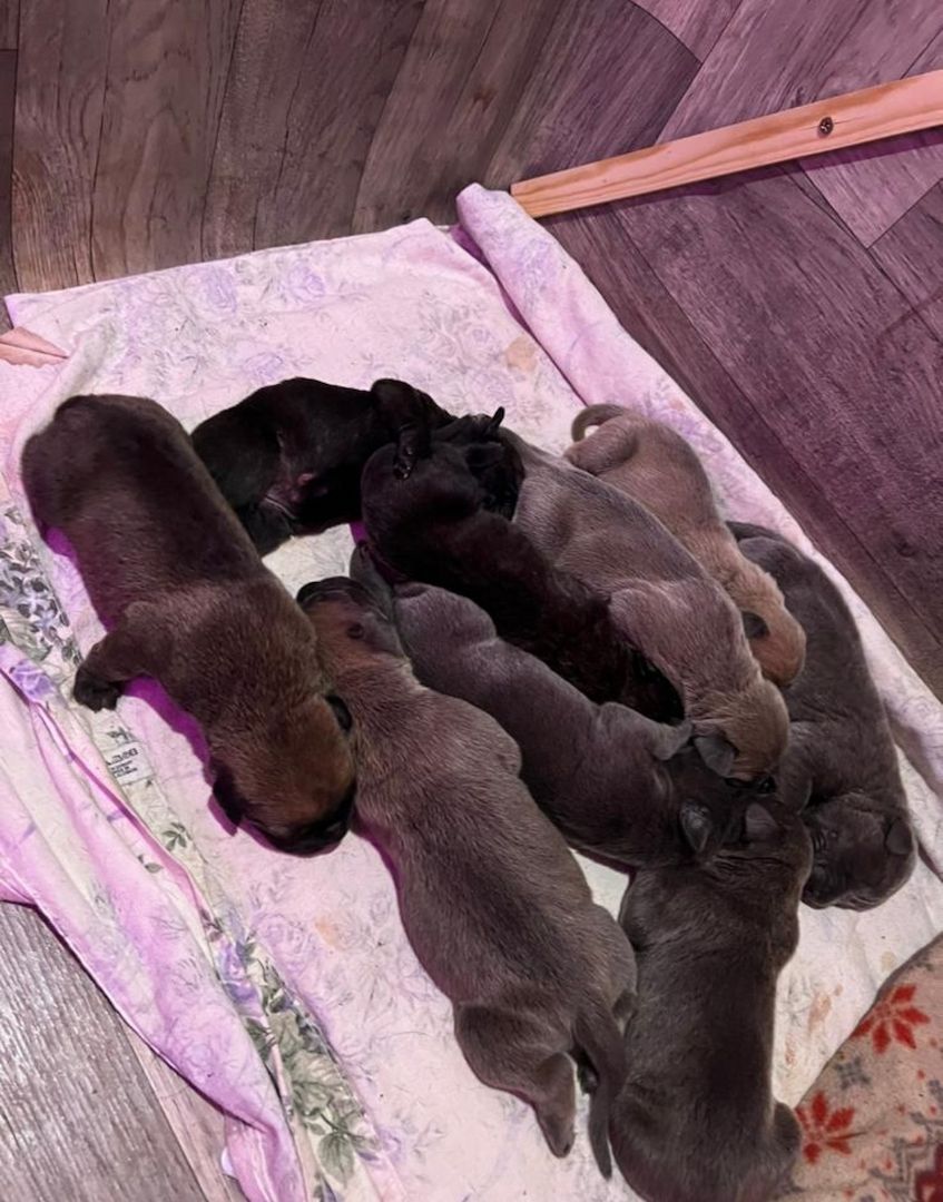 Süße Cane Corso Italiano Welpen