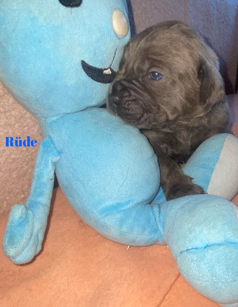 Süße Cane Corso Italiano Welpen