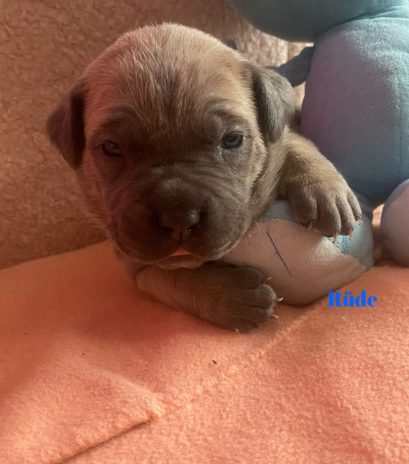 Süße Cane Corso Italiano Welpen