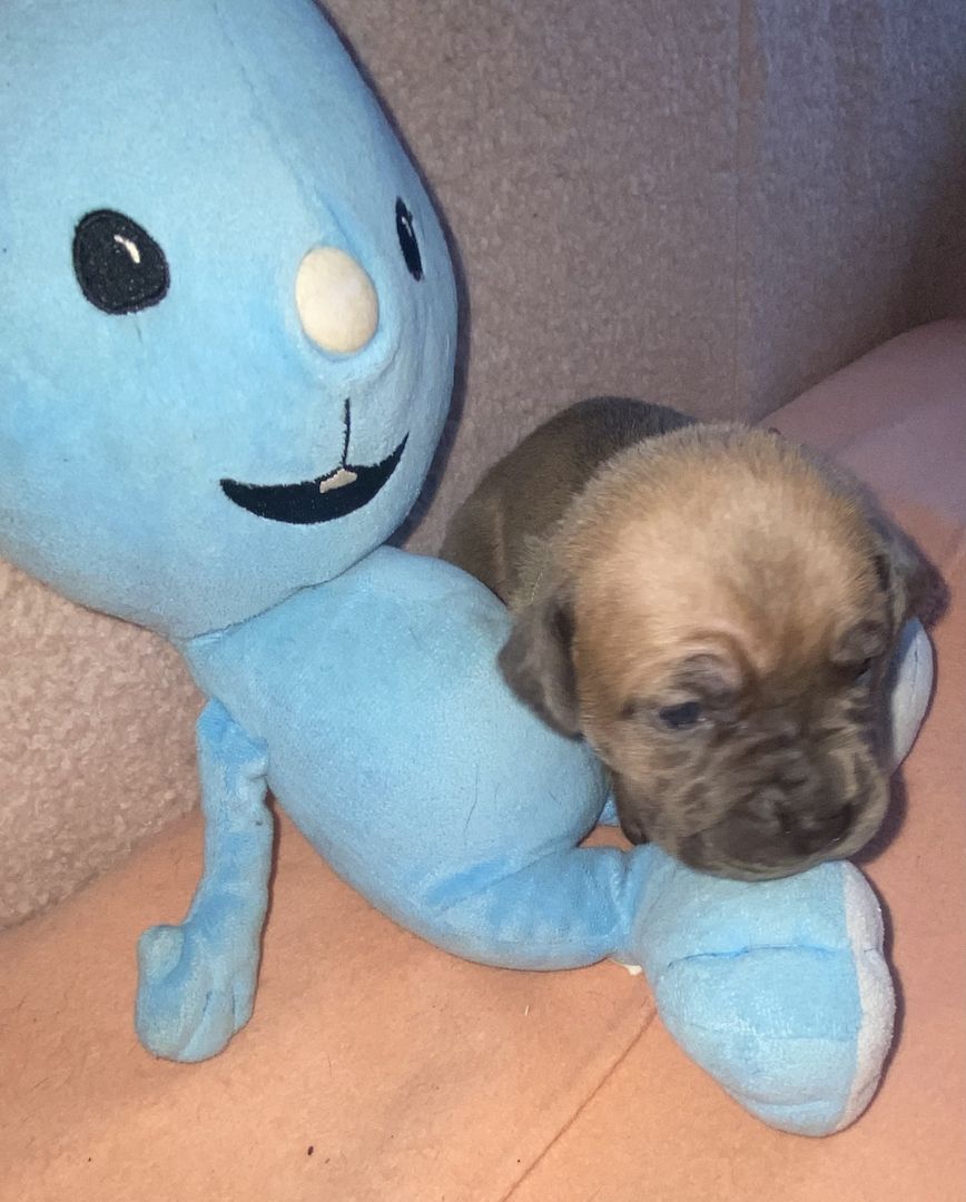 Süße Cane Corso Italiano Welpen