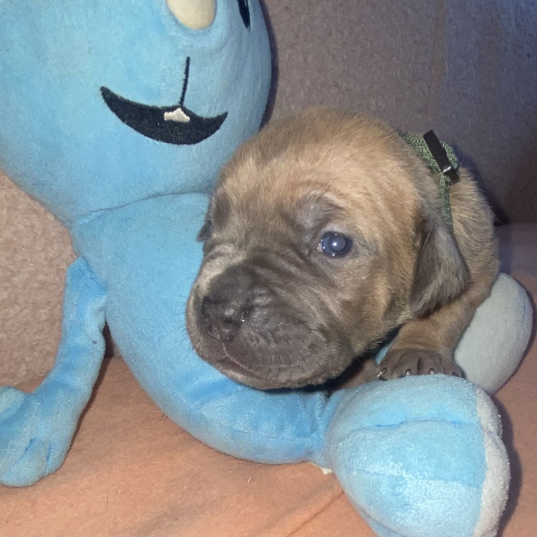 Süße Cane Corso Italiano Welpen