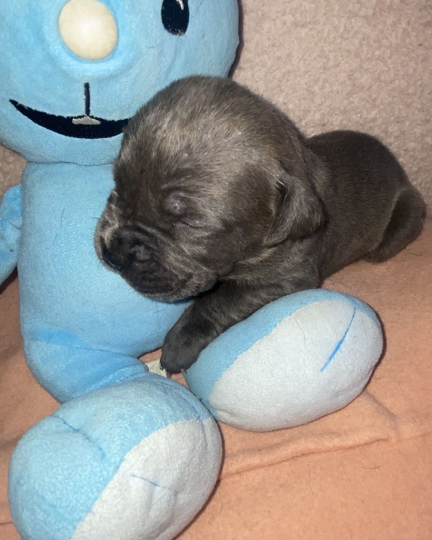 Süße Cane Corso Italiano Welpen