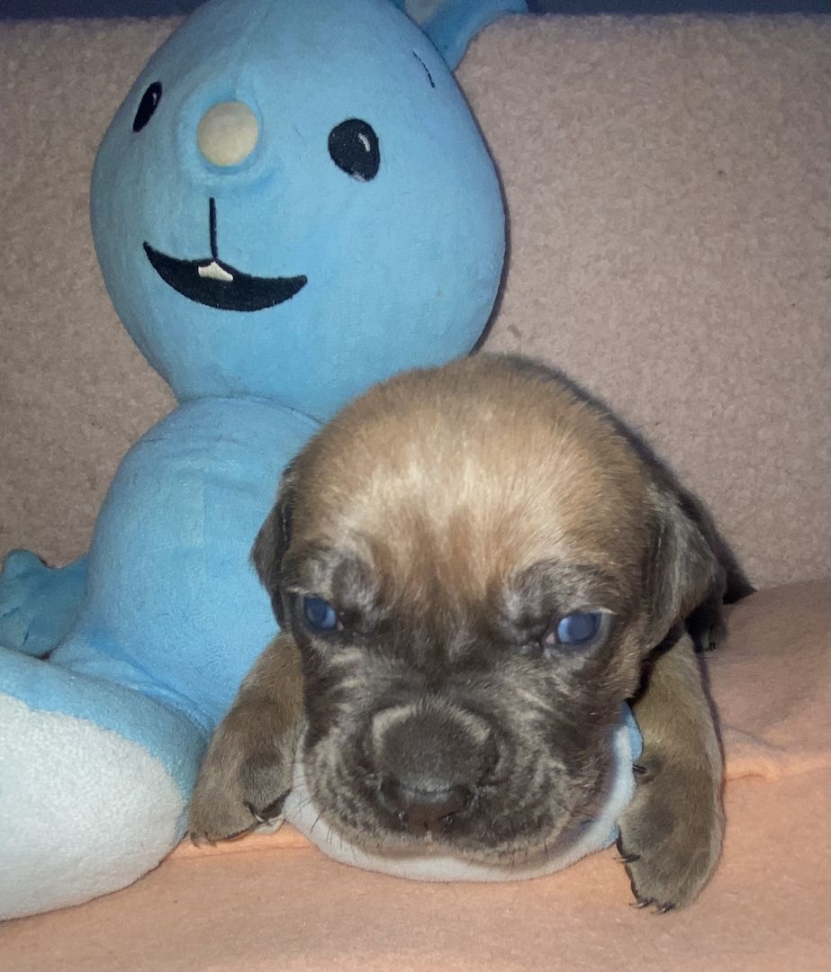 Süße Cane Corso Italiano Welpen