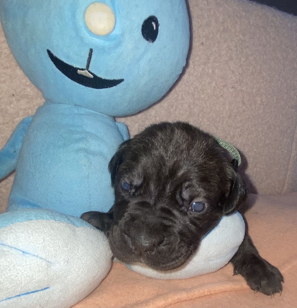 Süße Cane Corso Italiano Welpen