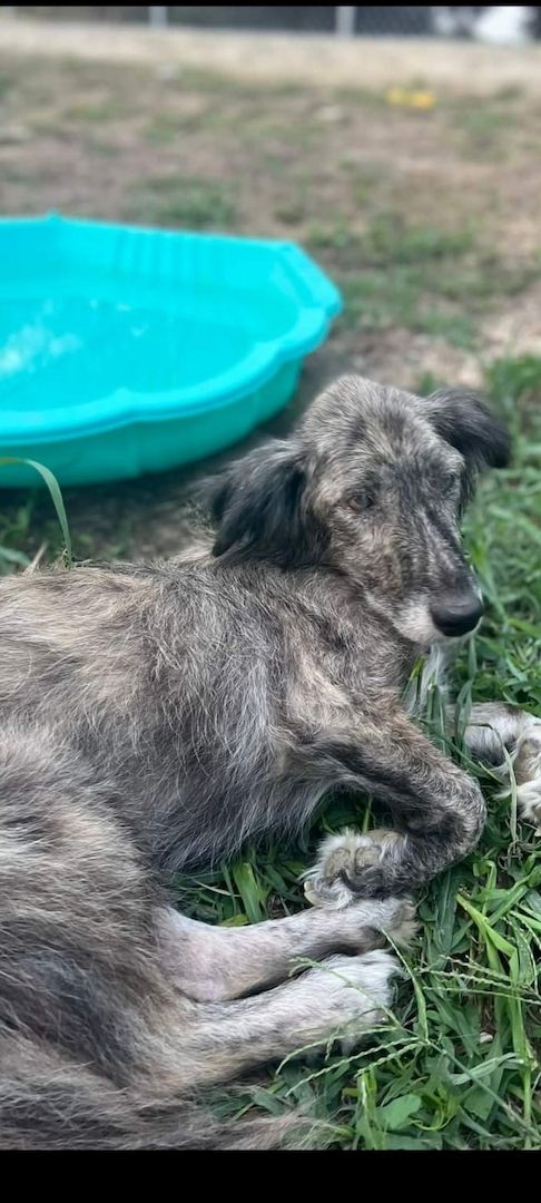 Die wunderschöne umwerfenden Linda