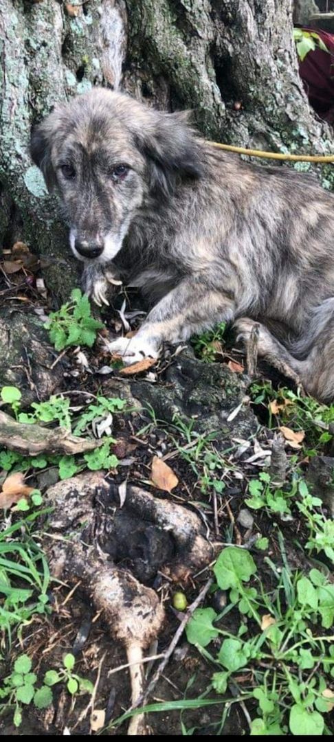 Die wunderschöne umwerfenden Linda