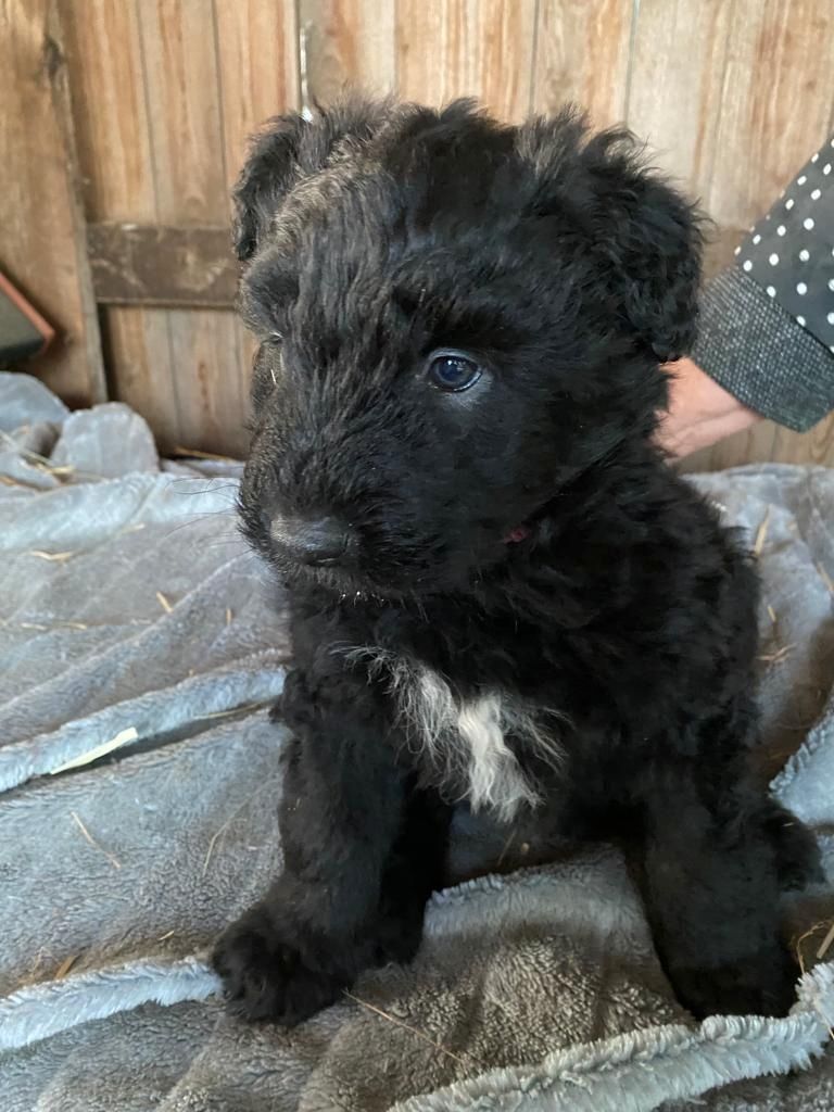 Altdeutsche Hütehunde