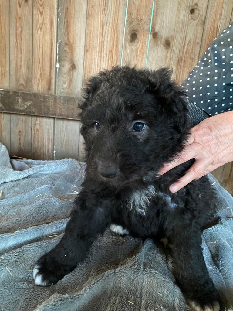 Altdeutsche Hütehunde