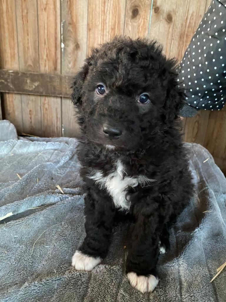 Altdeutsche Hütehunde