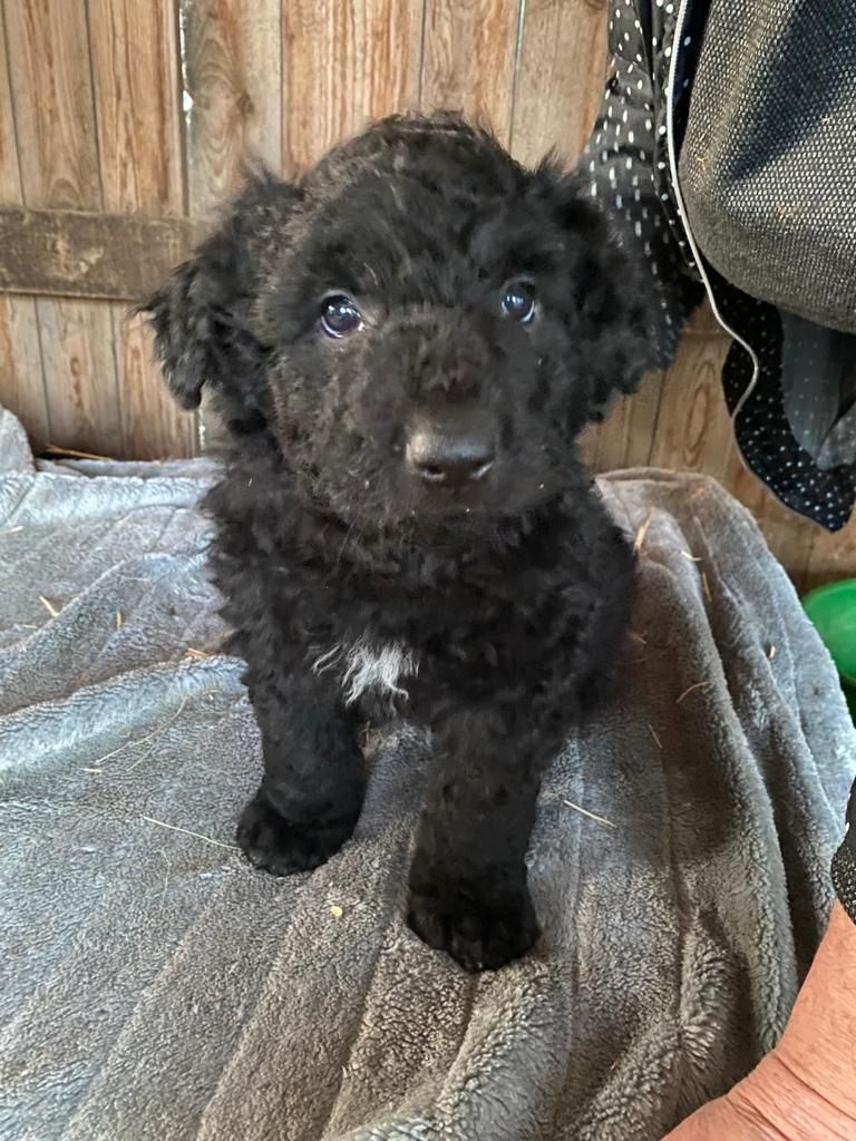 Altdeutsche Hütehunde