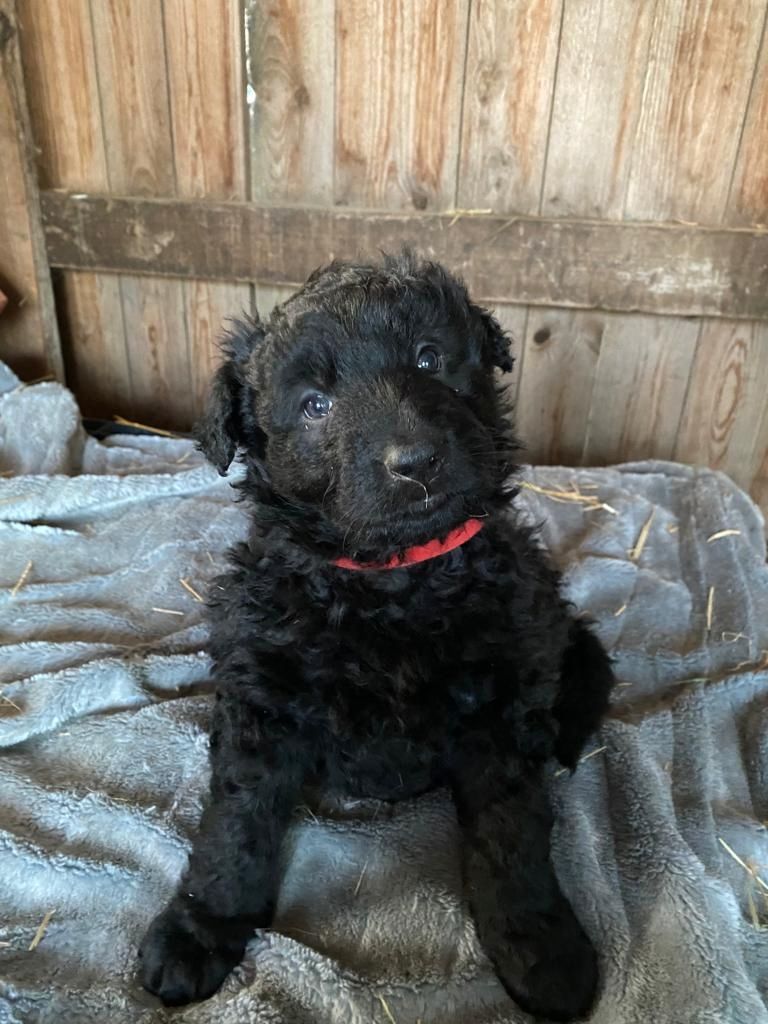 Altdeutsche Hütehunde