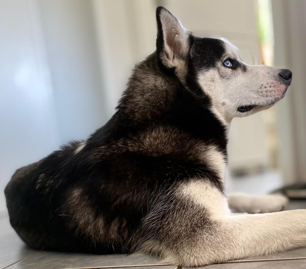Siberian Husky