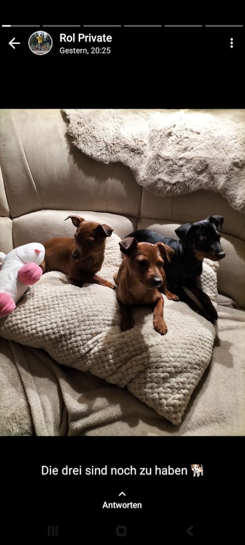 Zwergpinscher welpen Zwergpinscher welpen