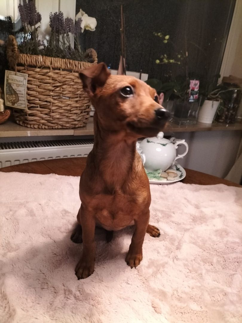 Zwergpinscher welpen Zwergpinscher welpen