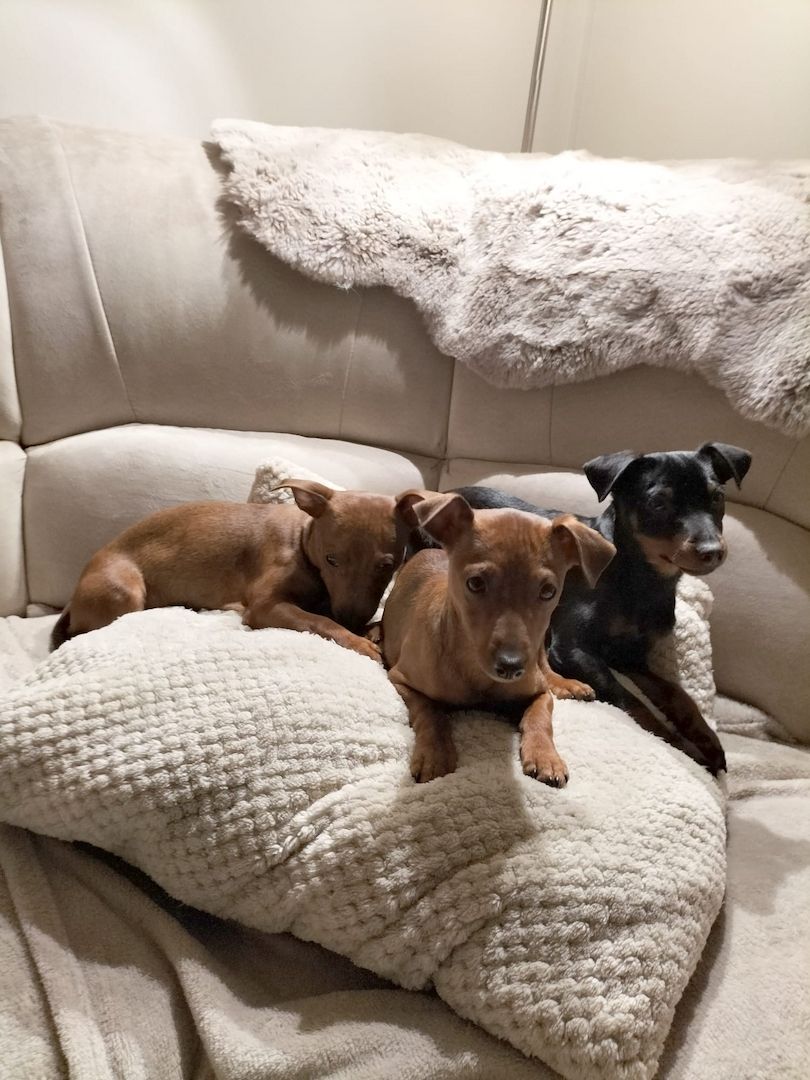 Zwergpinscher welpen Zwergpinscher welpen