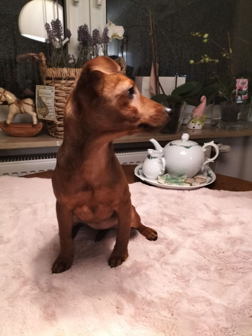 Zwergpinscher welpen Zwergpinscher welpen