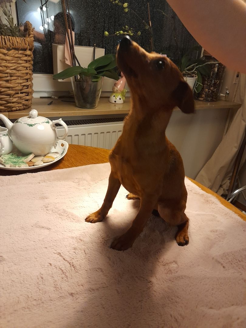 Zwergpinscher welpen Zwergpinscher welpen