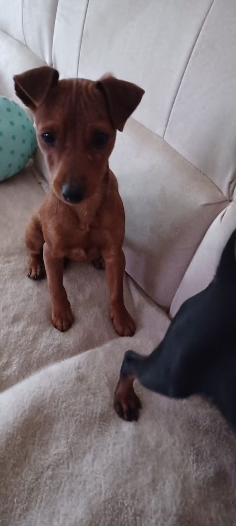 Zwergpinscher welpen Zwergpinscher welpen