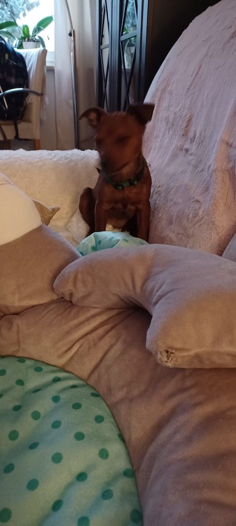 Zwergpinscher welpen Zwergpinscher welpen